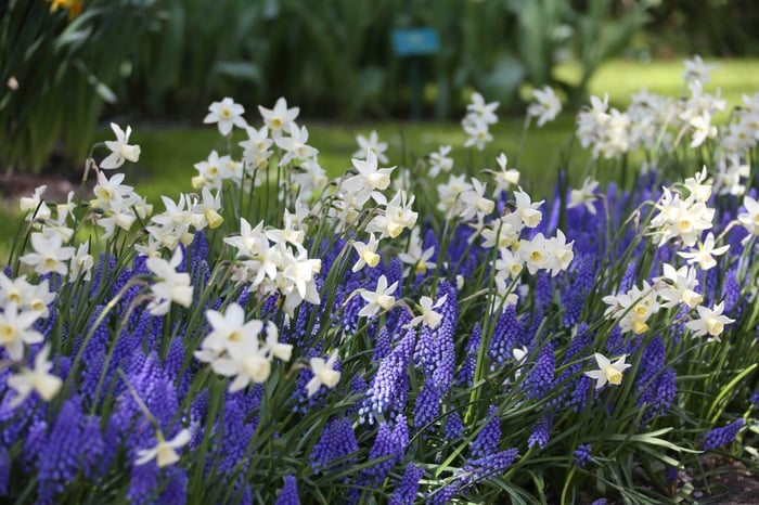 Muscari Perfect Partners for Spring Bulbs - Longfield Gardens