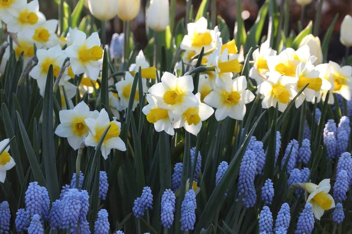 Muscari Perfect Partners for Spring Bulbs - Longfield Gardens