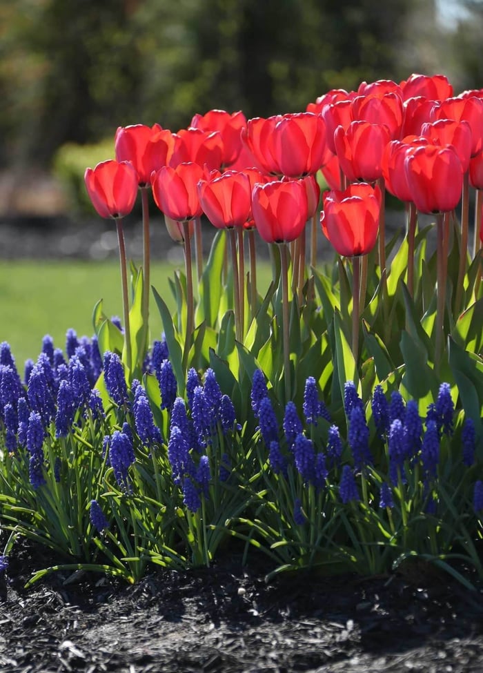 Muscari Perfect Partners for Spring Bulbs - Longfield Gardens