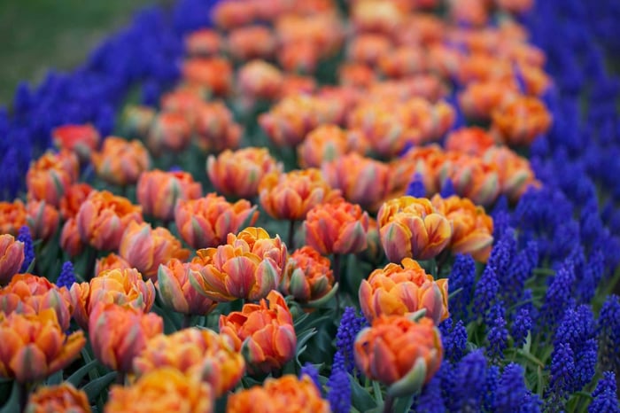 Muscari Perfect Partners for Spring Bulbs - Longfield Gardens