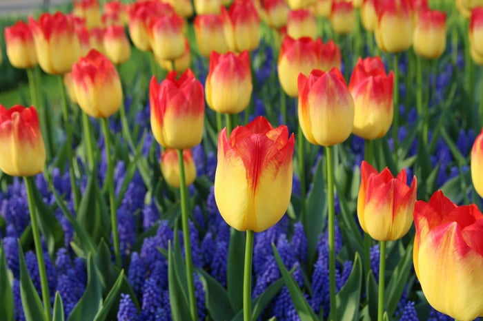 Muscari Perfect Partners for Spring Bulbs - Longfield Gardens