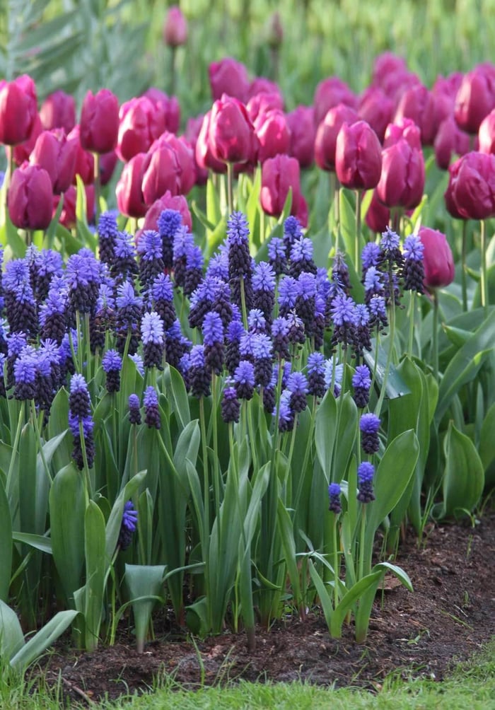 Muscari Perfect Partners for Spring Bulbs - Longfield Gardens