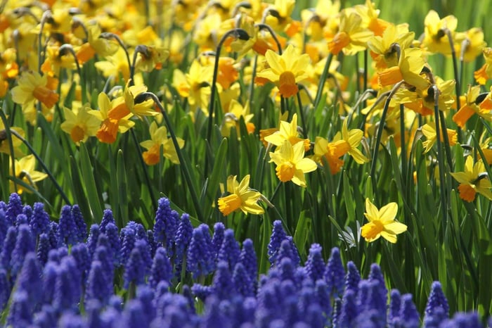 Muscari Perfect Partners for Spring Bulbs - Longfield Gardens