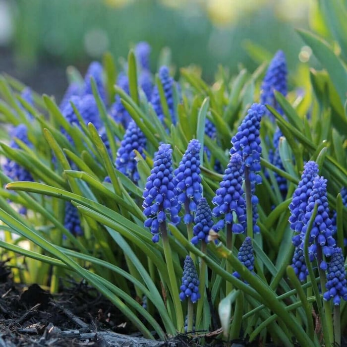 muscari_4.jpg?v=1765892176