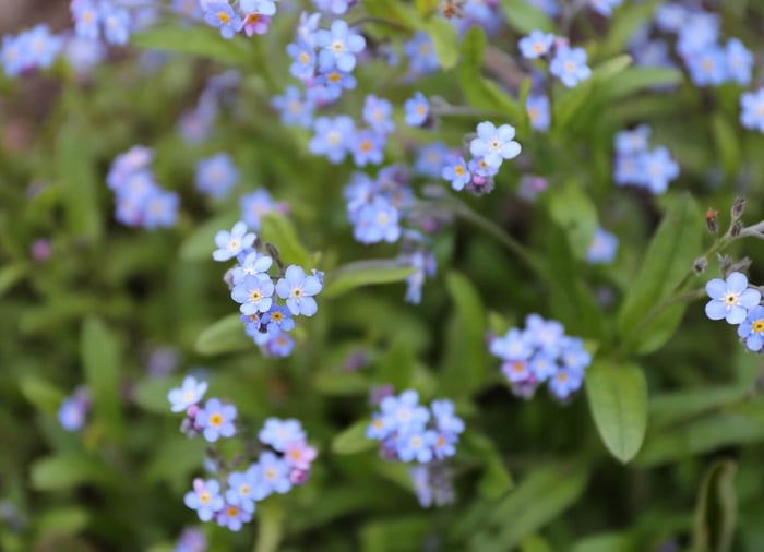 How to Plant a Carpet of Blue Spring Flowers - Longfield Gardens