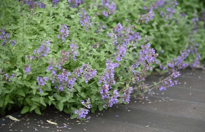 Best Ground Covers for Sun - Longfield Gardens