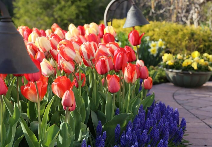 Planted Your Fall Bulbs Yet? - Longfield Gardens