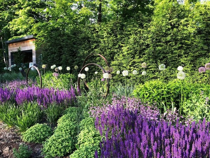 How to Combine Alliums with Perennials - Longfield Gardens