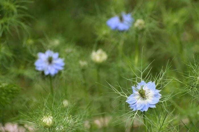 Best filler for a cut flower garden Longfield Gardens