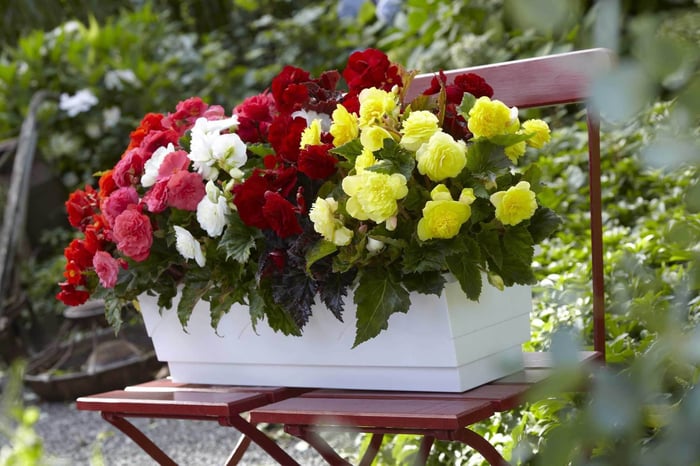 Time to Jump Start Your Tuberous Begonias - Longfield Gardens