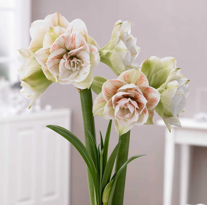 Amaryllis with a Difference - Longfield Gardens