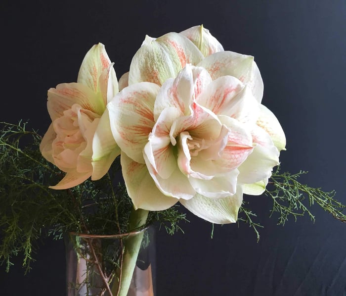 How to Use Amaryllis as Cut Flowers - Longfield Gardens