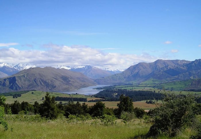 How to Use Blue Flowers in Your Garden - Longfield Gardens