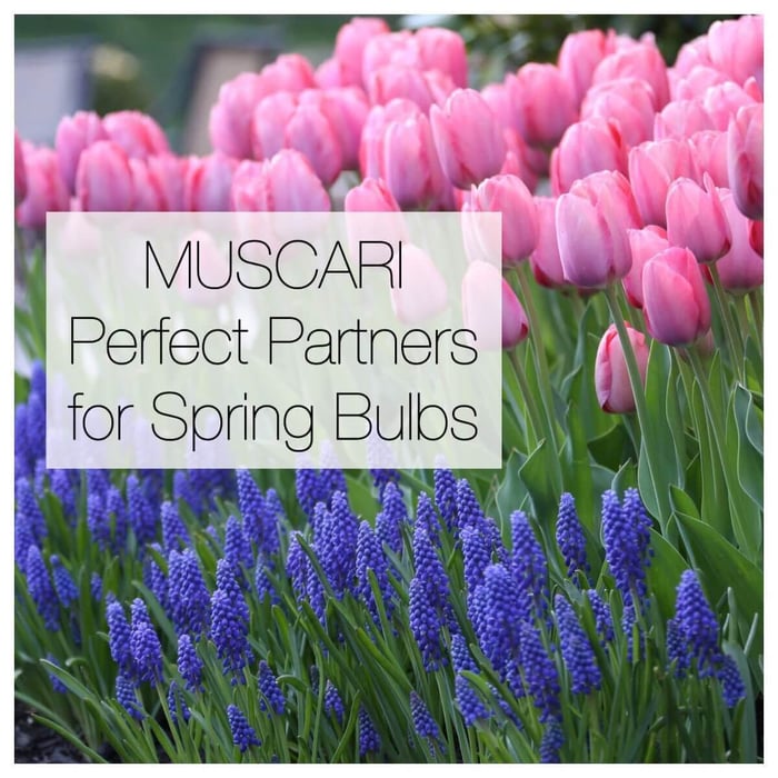 Muscari Perfect Partners for Spring Bulbs - Longfield Gardens