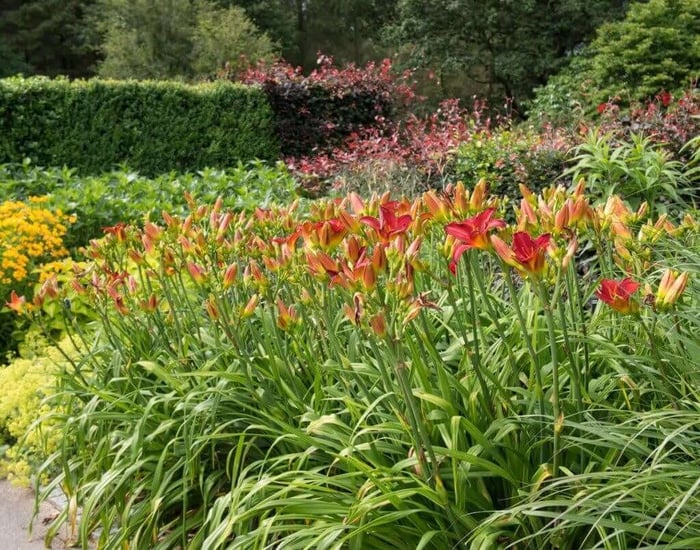 5 Tips for Growing Daylilies - Longfield Gardens