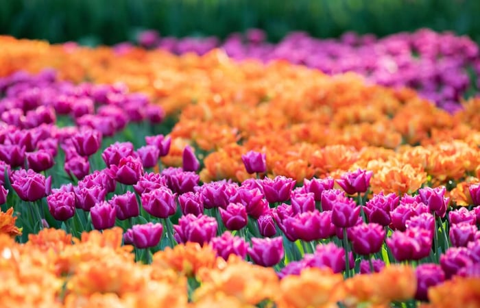 What to Plant This Fall: Inspiration from Holland - Longfield Gardens
