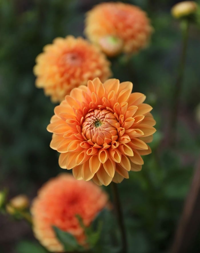 How to Design an Orange Flower Garden - Longfield Gardens