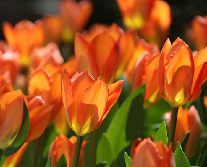 Most Colorful Tulips for Your Spring Garden - Longfield Gardens