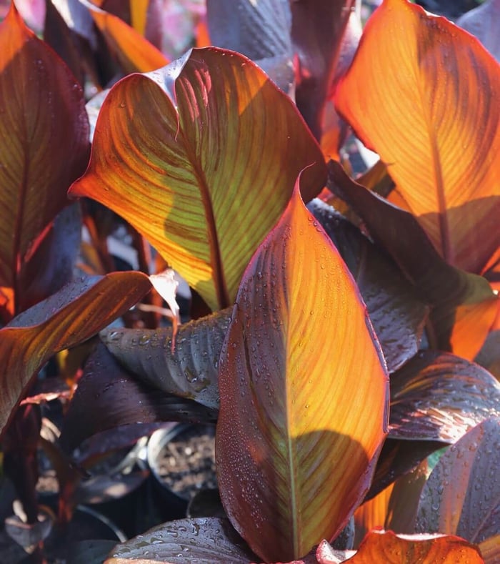 orange_canna-2.jpg?v=1765891532