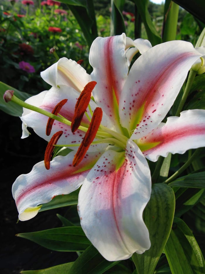 Growing Lilies in Pots for Late Season Color - Longfield Gardens