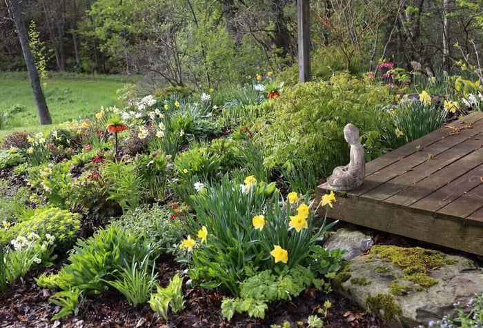 Companion Plants for Spring Bulbs - Longfield Gardens