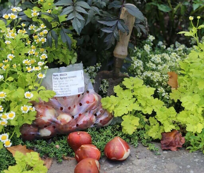 Fall-Planted Flower Bulbs Why Size and Quality Matter - Longfield Gardens