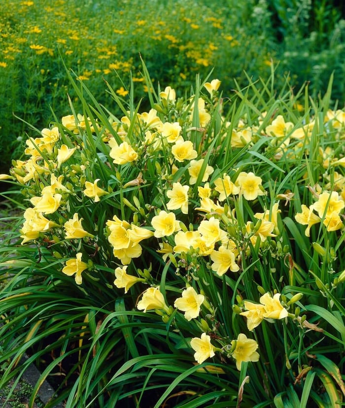 Landscaping-With-Daylilies-Longfield-Gardens