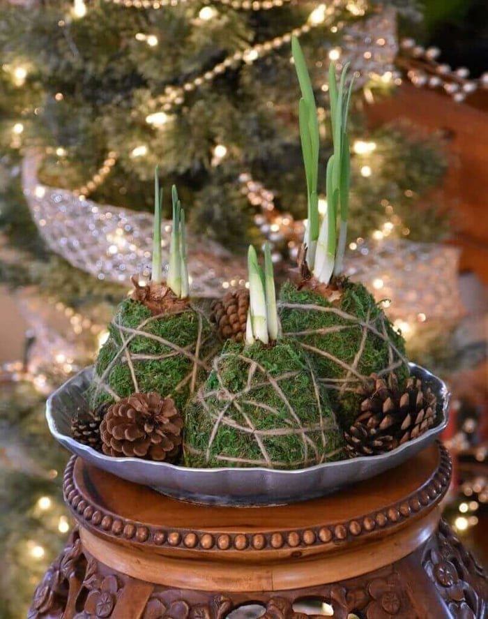 Creative Ways to Gift Paperwhites Longfield Gardens