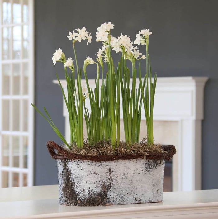 Decorating with Amaryllis and Paperwhites - Longfield Gardens