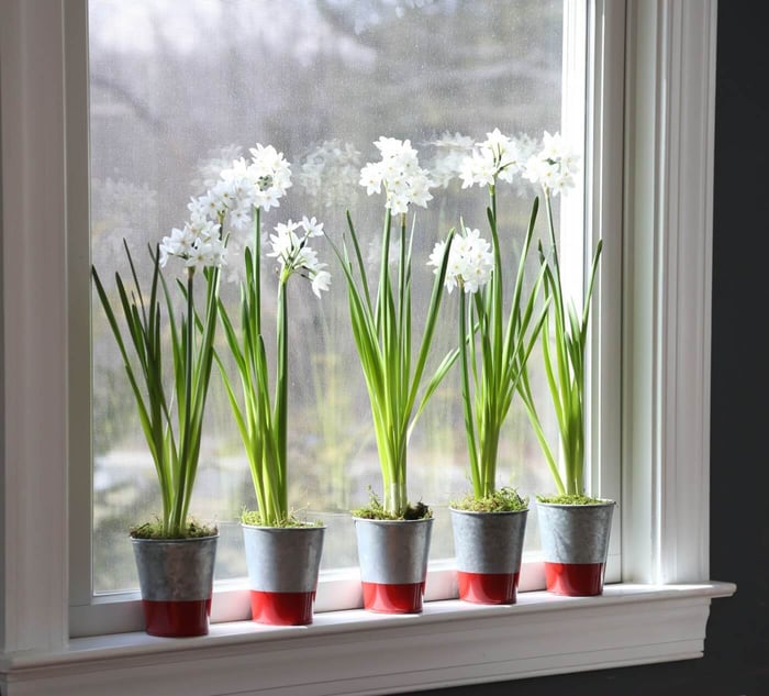 paperwhites-in-window.jpg?v=1765891264