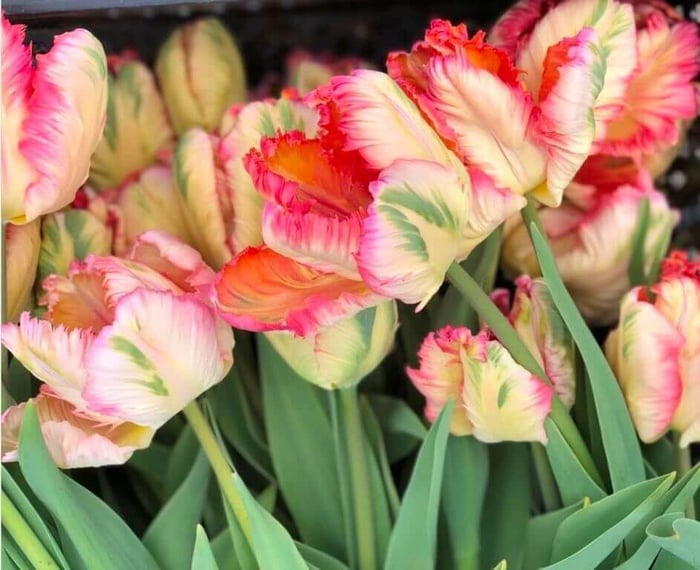 Flower Farmers Recommend Their Best-Selling Spring Flowers - Longfield Gardens