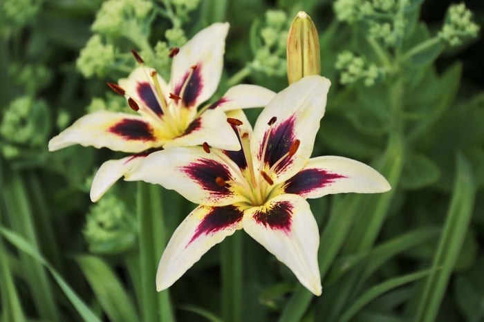Top Lilies for Your Flower Garden - Longfield Gardens