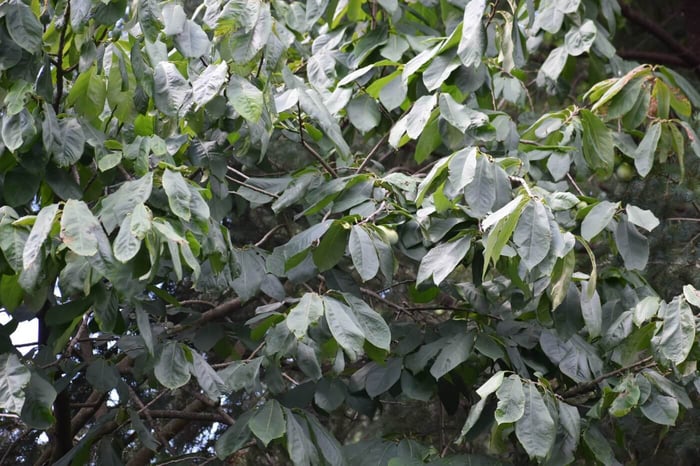 Pawpaw tree