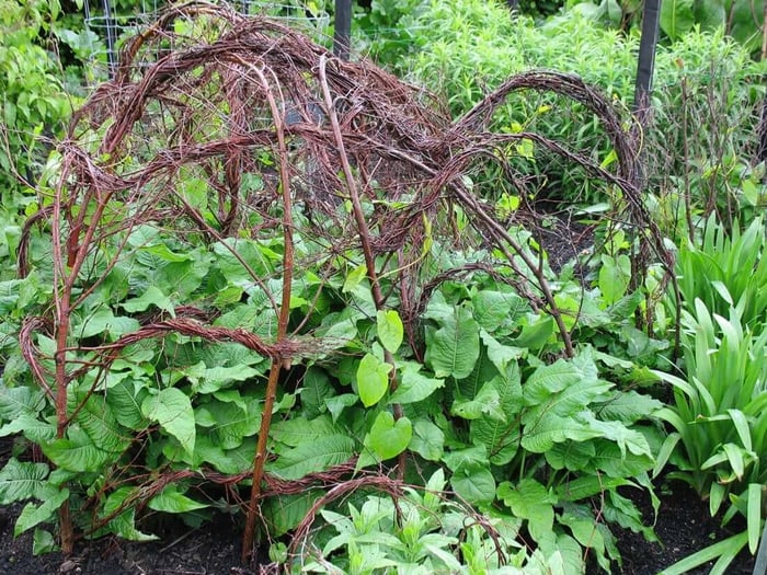 DIY Plant Supports - Longfield Gardens