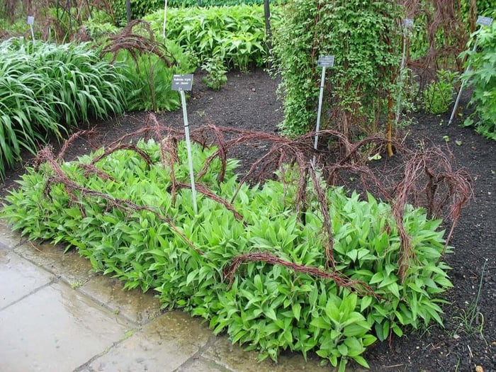 DIY Plant Supports - Longfield Gardens