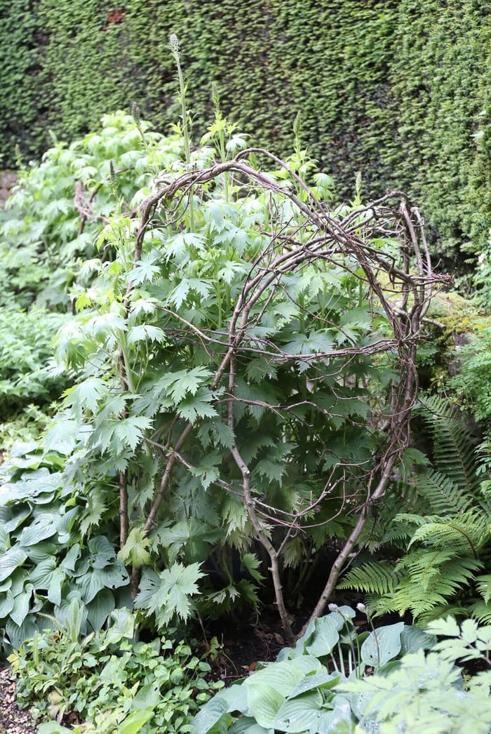 DIY Plant Supports - Longfield Gardens