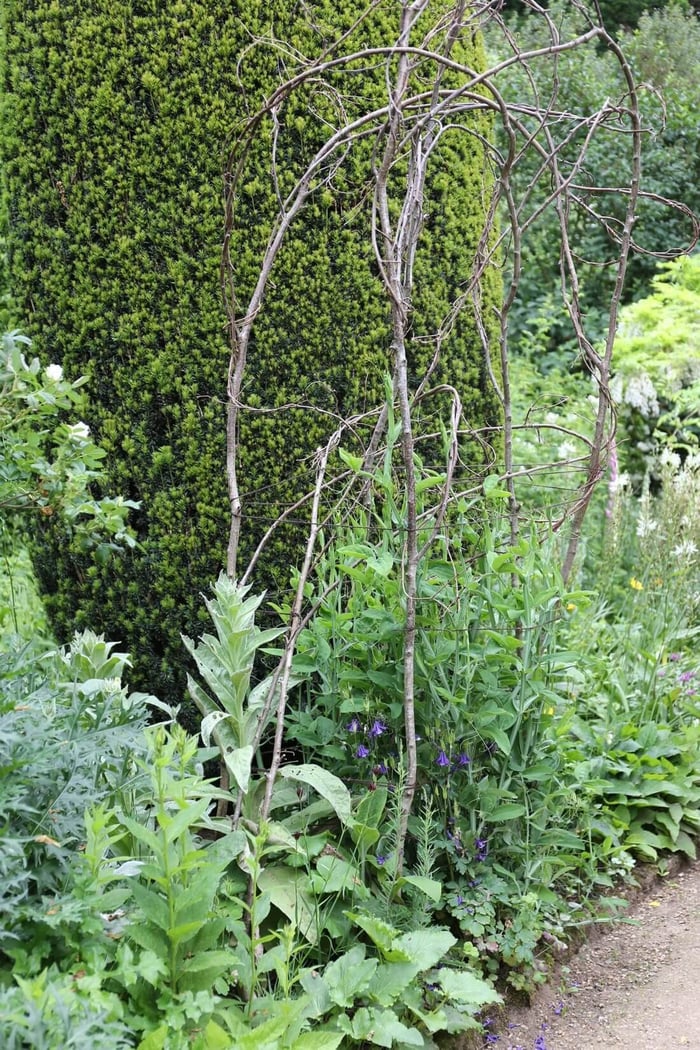 DIY Plant Supports - Longfield Gardens