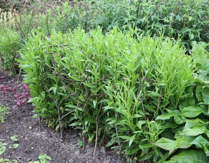 DIY Plant Supports - Longfield Gardens