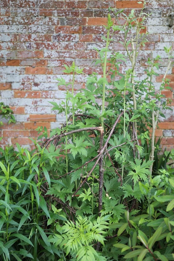 DIY Plant Supports - Longfield Gardens