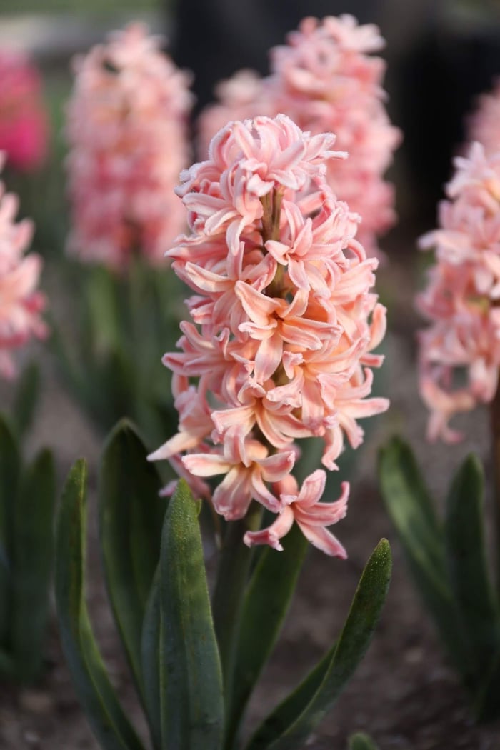 Make Room in Your Garden for Hyacinths - Longfield Gardens