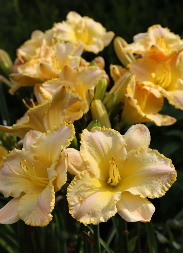 5 Tips for Growing Daylilies - Longfield Gardens