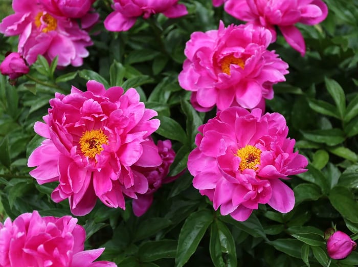 Starting Flowers from Seeds, Bulbs or Plants - Longfield Gardens