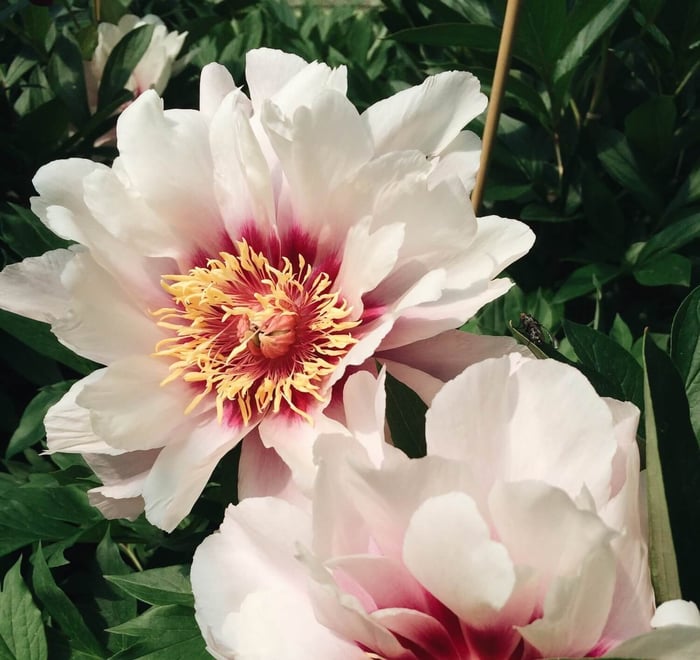 peony