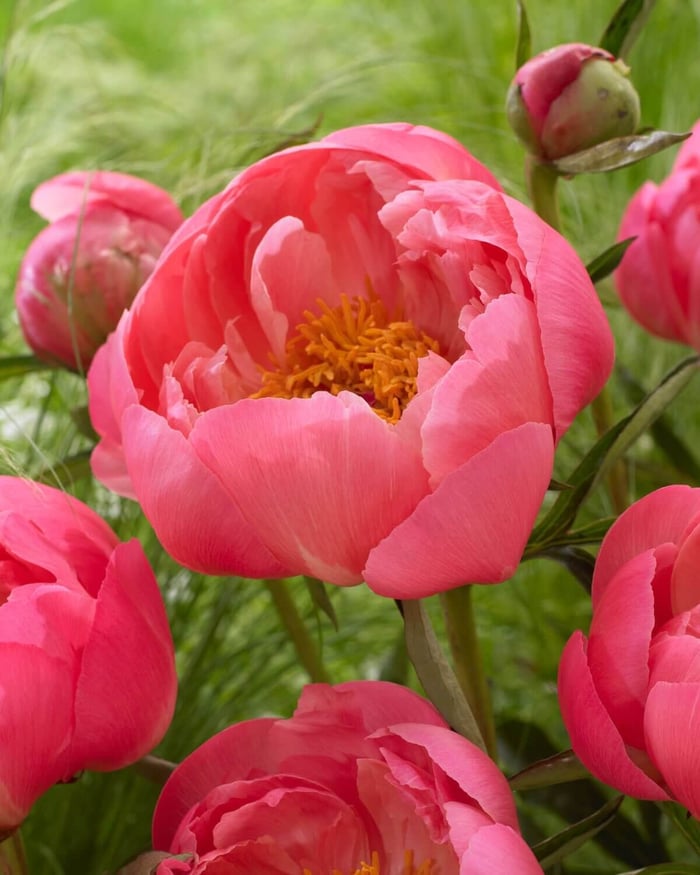 New-Flowers-for-Your 2020 Garden - Longfield Gardens