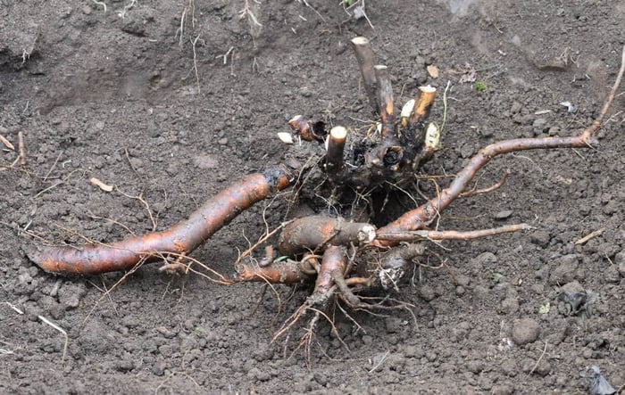How to Divide and Transplant Peonies - Longfield Gardens