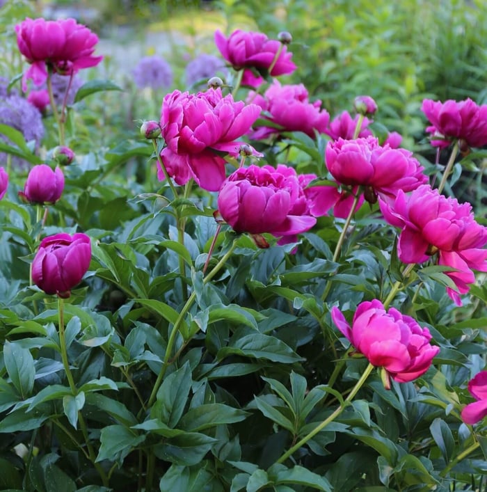 peony-plant