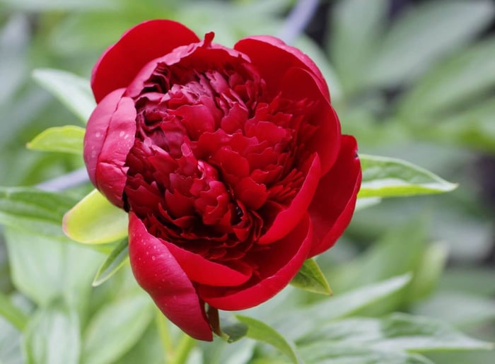 New-Flowers-for-Your 2020 Garden - Longfield Gardens