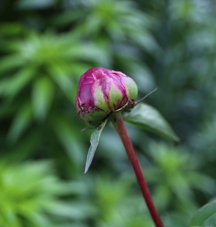 peony-with-ants