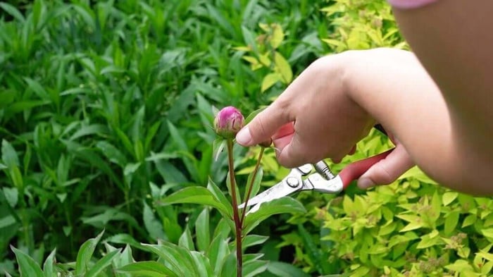 Tips for Using Peonies as Cut Flowers Longfield Gardens