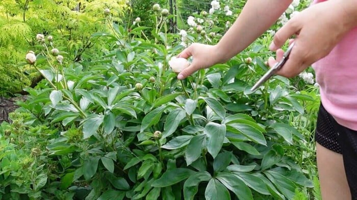 Tips for using peonies as cut flowers Longfield Gardens